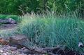 Blue Lyme Grass, Sand Rye Grass Photo and characteristics