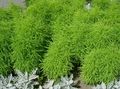 Kochia, Burning Bush, Summer Cypress, Mexican Fireweed, Belvedere Photo and characteristics