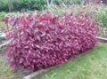 Red Orach, Mountain Spinach Photo and characteristics