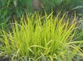 Foxtail grass Photo and characteristics