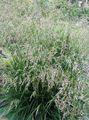 Tufted Hairgrass, Golden Hairgrass, Hair Grass, Hassock Grass, Tussock Grass Photo and characteristics