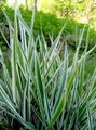 Striped Manna Grass, Reed Manna Grass Photo and characteristics