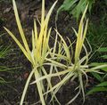 Striped Manna Grass, Reed Manna Grass Photo and characteristics