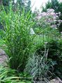 Eulalia, Maiden Grass, Zebra Grass, Chinese Silvergrass Photo and characteristics