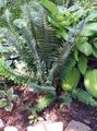Hard shield fern, Soft shield fern Photo and characteristics