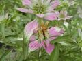 Bergamot, Horsemint, Spotted Beebalm, Bee Balm Photo and characteristics