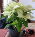 Poinsettia, Noche Buena, , Christmas flower Photo and characteristics