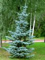Colorado Blue Spruce Photo and characteristics