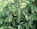 Douglas Fir, Oregon Pine, Red Fir, Yellow Fir, False Spruce Photo and characteristics