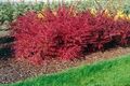 Barberry, Japanese Barberry Photo and characteristics