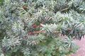 English yew, Canadian Yew, Ground Hemlock Photo and characteristics