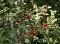 Silver Buffalo Berry, , Foamberry Soapberry, Soopalollie, Canadian Buffaloberry Photo and characteristics