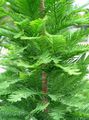 Bald Cypress Photo and characteristics