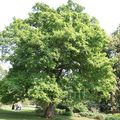 Oak Photo and characteristics