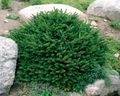 Birdsnest spruce, Norway Spruce Photo and characteristics