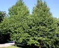 Maidenhair tree Photo and characteristics